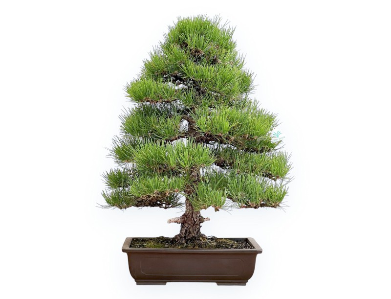 Pinus Thunbergii - Black Pine - 80 cm