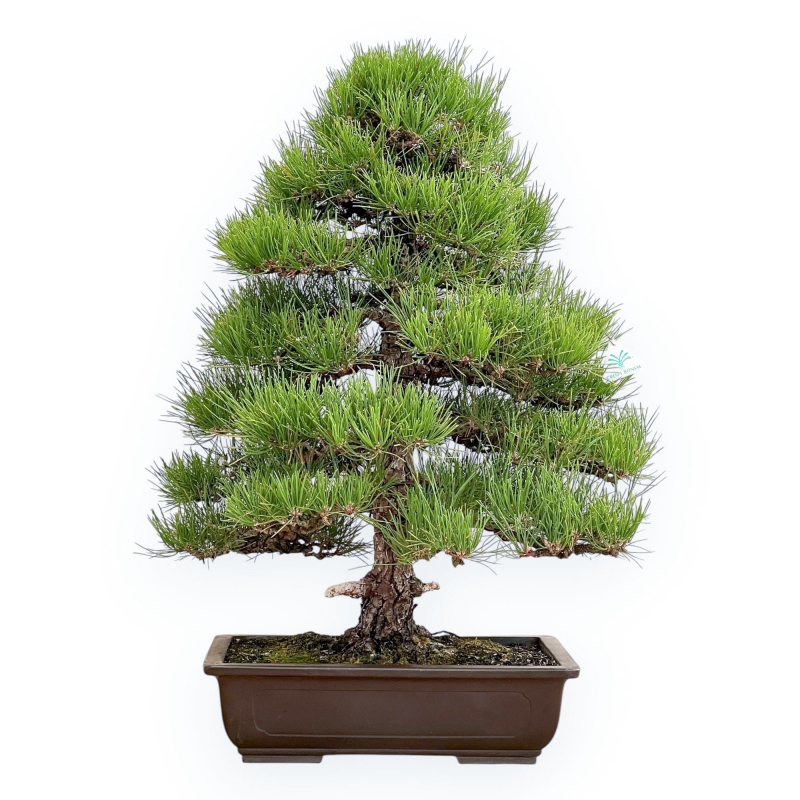Pinus Thunbergii - Pino Nero - 80 cm