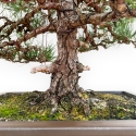 Pinus Thunbergii - Pino Nero - 80 cm