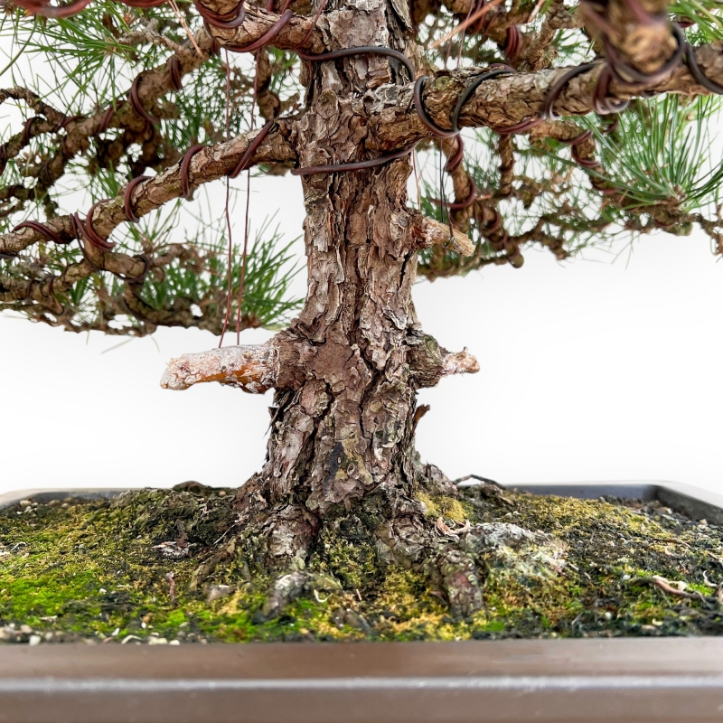 Pinus Thunbergii - Pino Nero - 80 cm