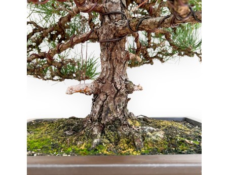 Pinus Thunbergii - Pino Nero - 80 cm