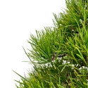 Pinus Thunbergii - Zwart Den - 80 cm