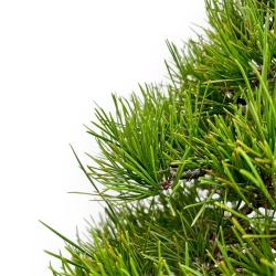 Pinus Thunbergii - Pino Nero - 80 cm
