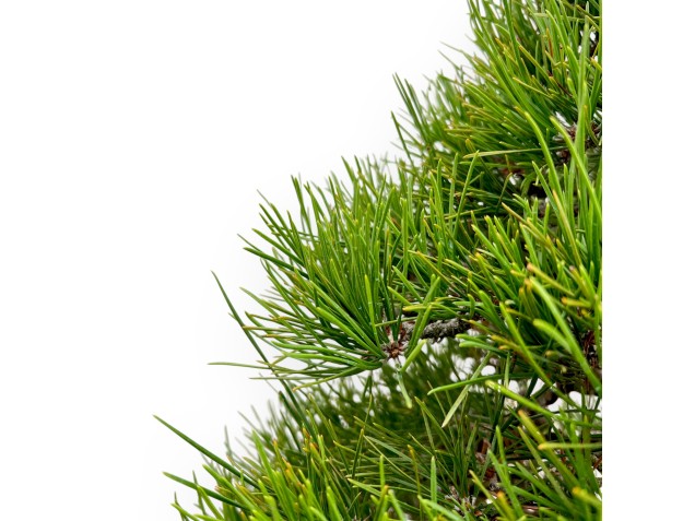 Pinus Thunbergii - Schwarz Kiefern - 80 cm 2