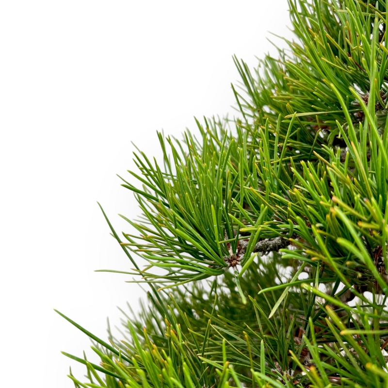 Pinus Thunbergii - Pino Nero - 80 cm