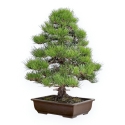 Pinus Thunbergii - Pino Nero - 80 cm