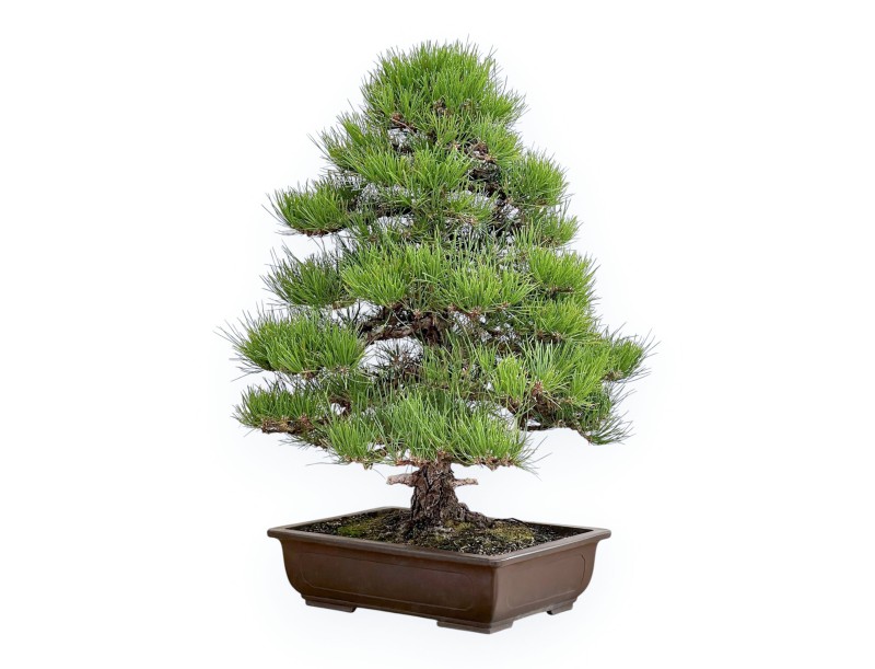 Pinus Thunbergii - Pino Negro - 80 cm