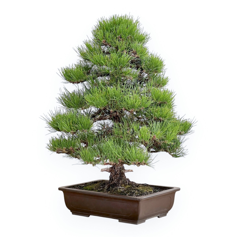 Pinus Thunbergii - Pino Nero - 80 cm