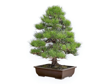 Pinus Thunbergii - Zwart Den - 80 cm