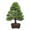 Pinus Thunbergii - Pino Nero - 80 cm