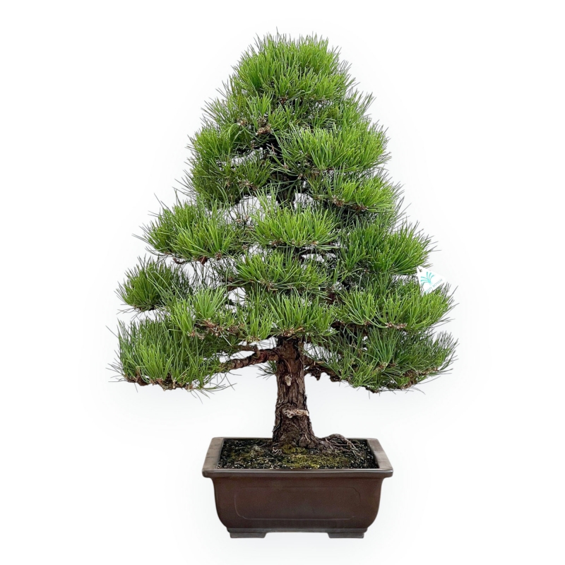 Pinus Thunbergii - Pino Nero - 80 cm