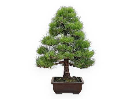 Pinus Thunbergii - Pin Noir - 80 cm