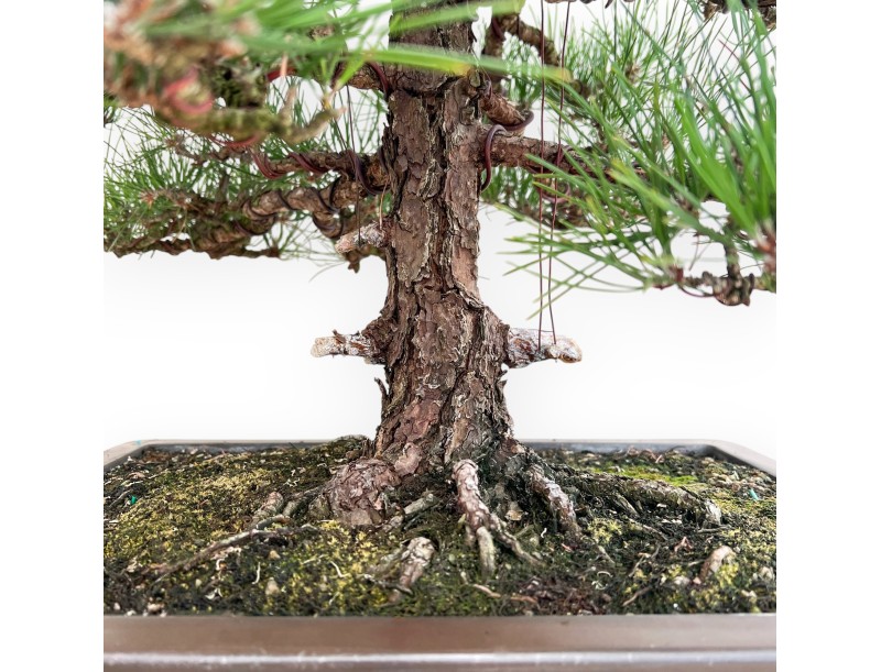 Pinus Thunbergii - Black Pine - 80 cm