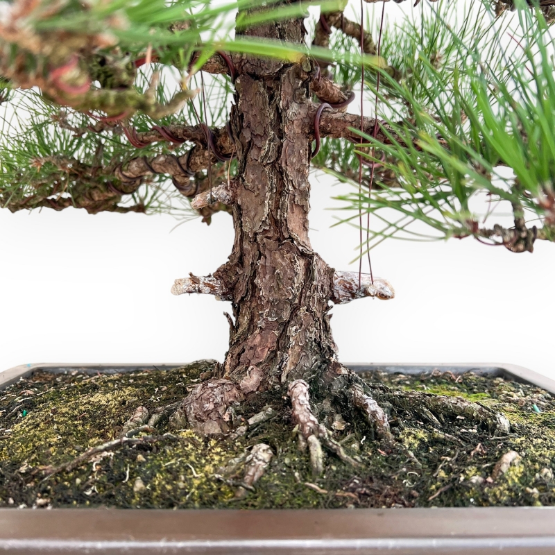 Pinus Thunbergii - Pino Nero - 80 cm