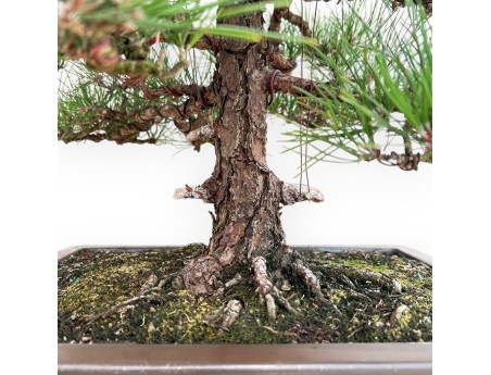 Pinus Thunbergii - Black Pine - 80 cm