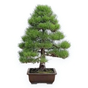 Pinus Thunbergii - Pino Nero - 80 cm