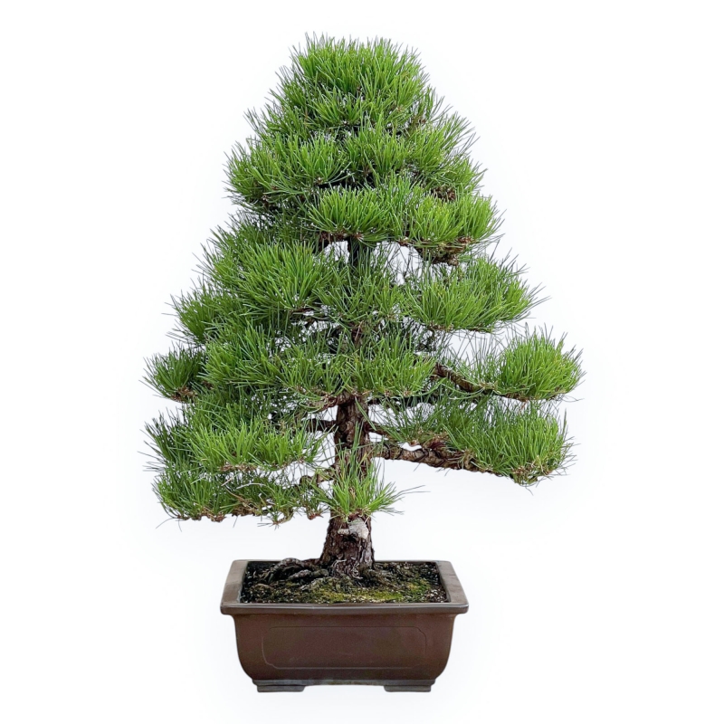 Pinus Thunbergii - Pino Nero - 80 cm