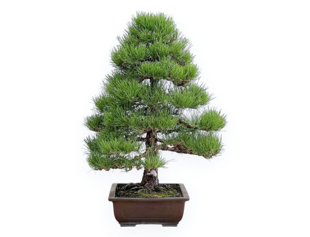 Pinus Thunbergii - Zwart Den - 80 cm