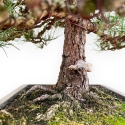 Pinus Thunbergii - Pino Nero - 80 cm