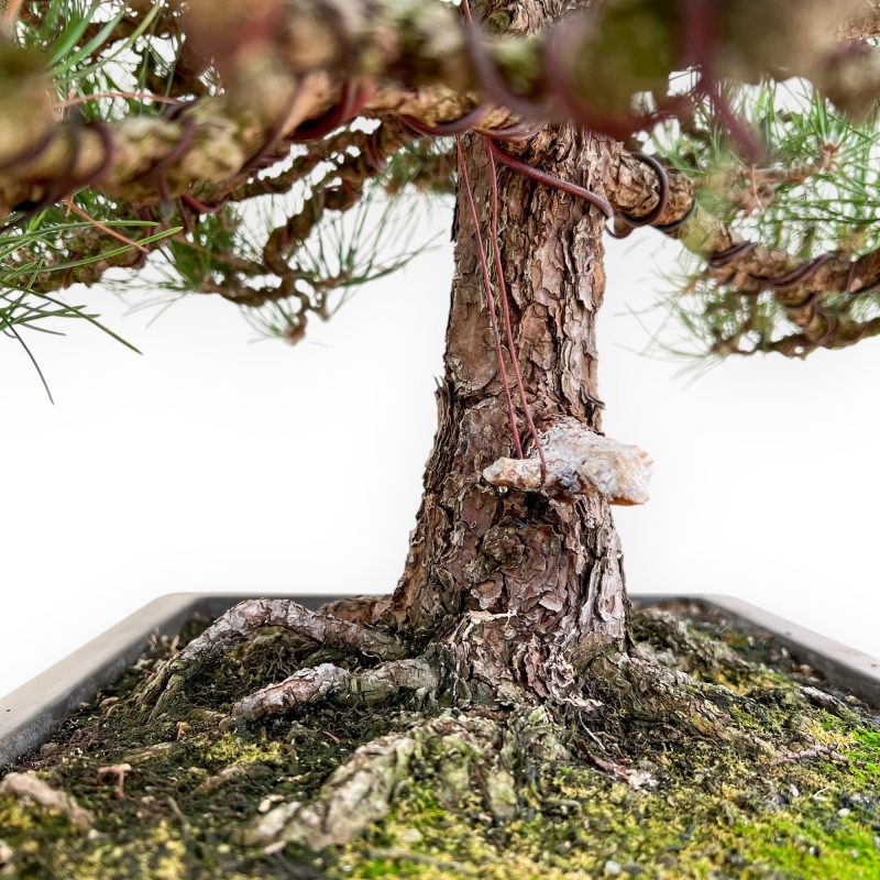 Pinus Thunbergii - Pino Nero - 80 cm