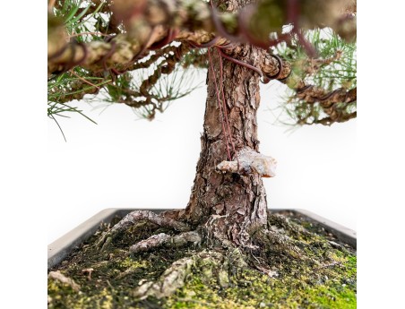 Pinus Thunbergii - Pin Noir - 80 cm