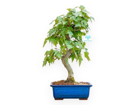 Acer Buergerianum - Ahorne - 40 cm