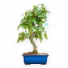 Acer Buergerianum - Esdoorn - 40 cm