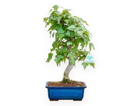 Acer Buergerianum - Arce - 40 cm