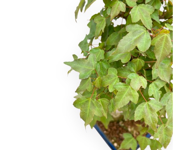 Acer Buergerianum - Érable - 40 cm 2