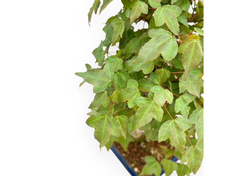 Acer Buergerianum - Acero - 40 cm