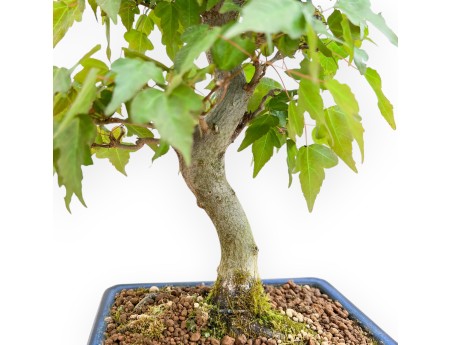 Acer Buergerianum - Acero - 40 cm