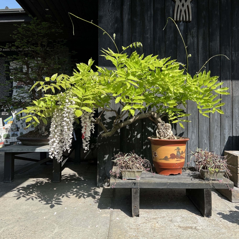 Wisteria Floribunda - Glicine - 83 cm