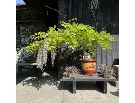 Wisteria Floribunda - Glicine - 83 cm