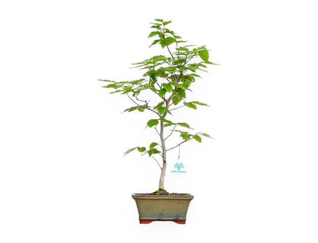 Fagus Crenata - Hêtre du Japon - 53 cm