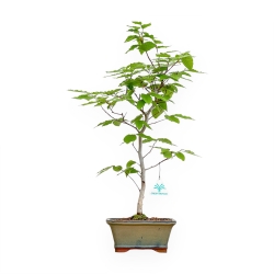 Fagus Crenata - Japanese Beech - 53 cm
