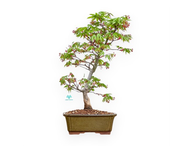 Acer Palmatum Osakazuki - Arce - 61 cm