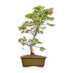 Acer Palmatum Osakazuki - Maple - 61 cm