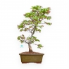 Acer Palmatum Osakazuki - Ahorne - 61 cm