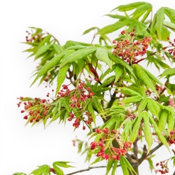 Acer Palmatum Osakazuki - Maple - 61 cm