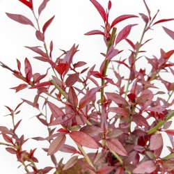 Prunus Persica - Pêcher - 53 cm