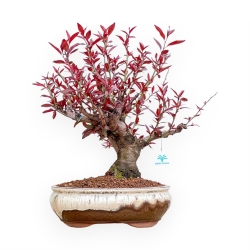 Prunus Persica - Pesco - 53 cm