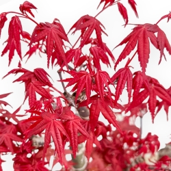 Acer Palmatum Deshojo - Maple - 52 cm