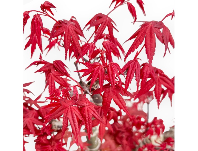 Acer Palmatum Deshojo - Acero - 52 cm