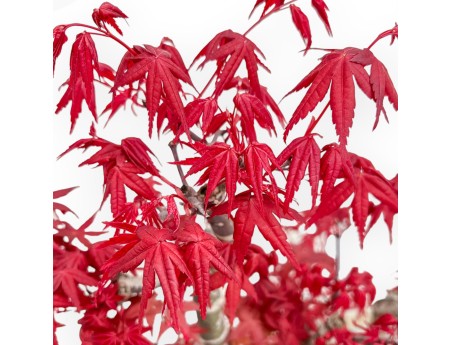 Acer Palmatum Deshojo - Acero - 52 cm