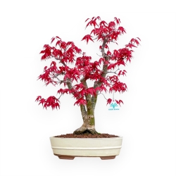 Acer Palmatum Deshojo - Maple - 52 cm