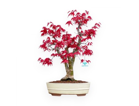 Acer Palmatum Deshojo - Maple - 52 cm