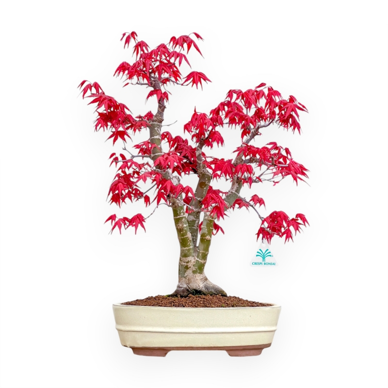 Acer Palmatum Deshojo - Ahorne - 52 cm