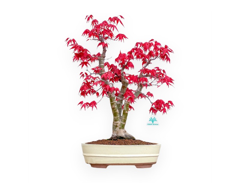 Acer Palmatum Deshojo - Érable - 52 cm