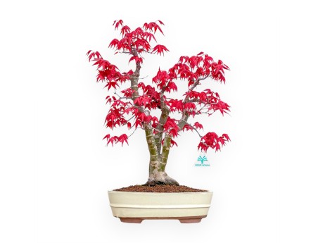 Acer Palmatum Deshojo - Arce - 52 cm