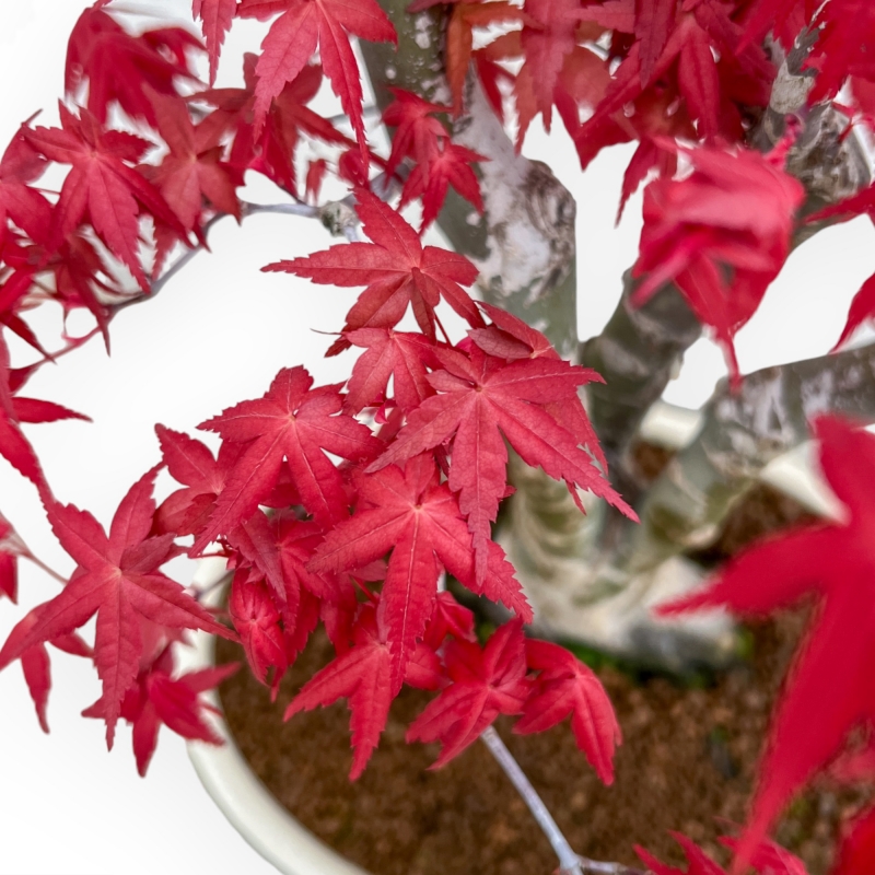 Acer Palmatum Deshojo - Ahorne - 52 cm